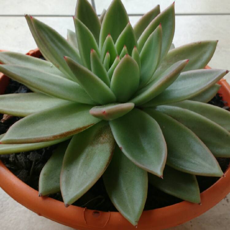 plant image 208166