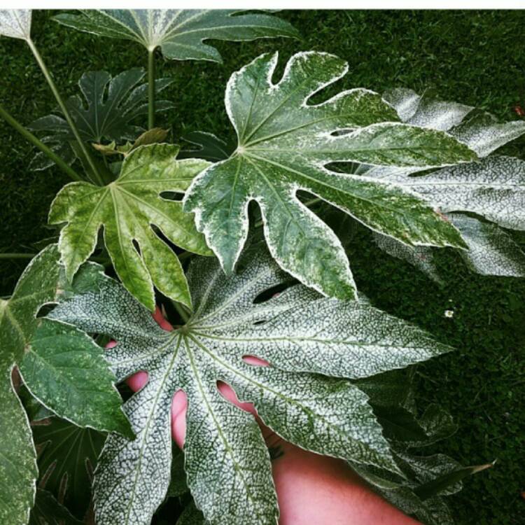 plant image 200409