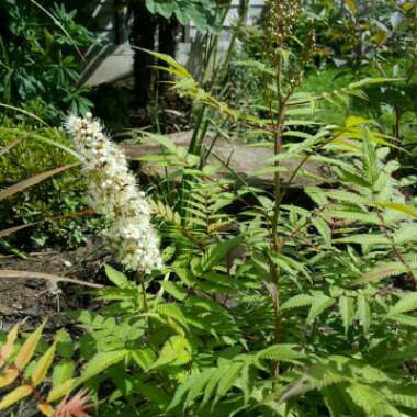 Sorbaria sorbifolia 'Sem'