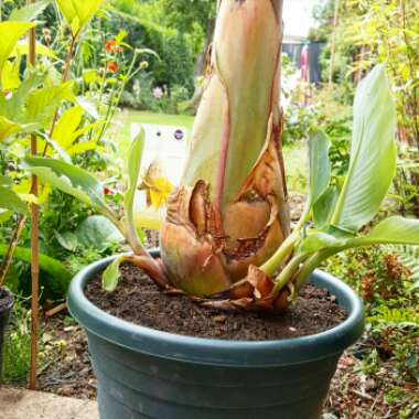 Musella lasiocarpa syn. Ensete lasiocarpum, Musa lasiocarpa,