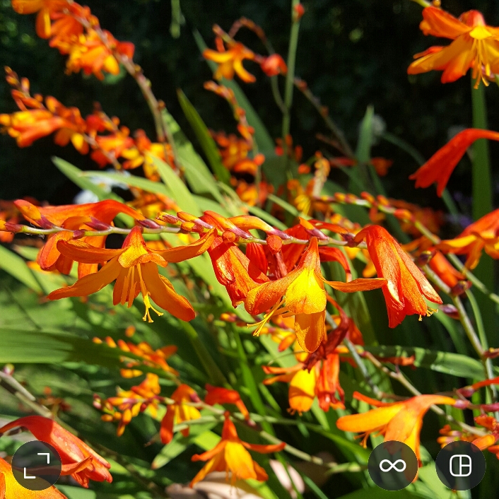 Plant image Crocosmia x crocosmiiflora 'Debutante'