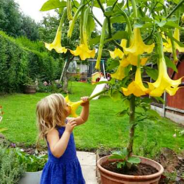 Brugmansia 'Charles Grimaldi'