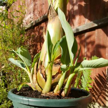 Musella lasiocarpa syn. Ensete lasiocarpum, Musa lasiocarpa,