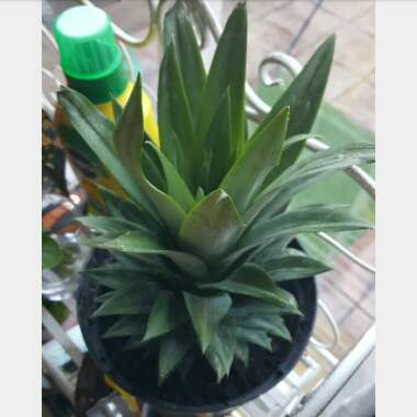 Ananas comosus