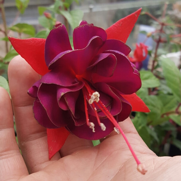 Plant image Fuchsia 'New Millennium'