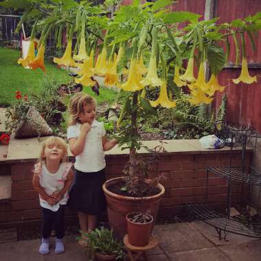 Brugmansia 'Charles Grimaldi'