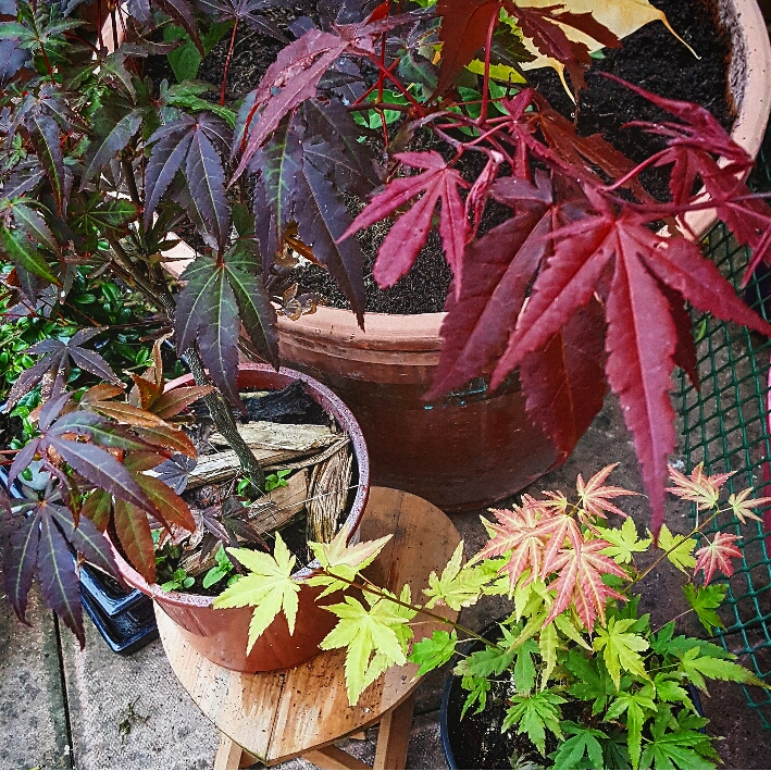 Plant image Acer palmatum 'Orange Dream'