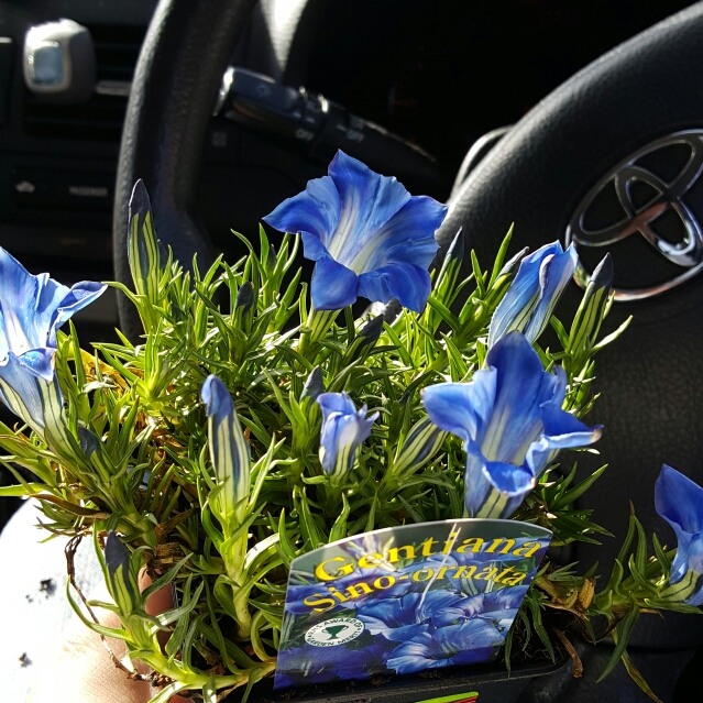 Plant image Gentiana sino-ornata