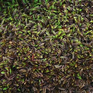 Leptinella squalida 'Platt's Black' syn. Cotula 'Platt's Black'