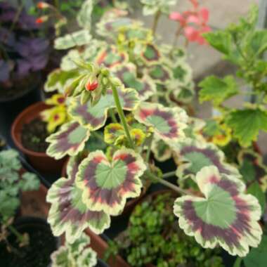 Pelargonium 'Contrast'
