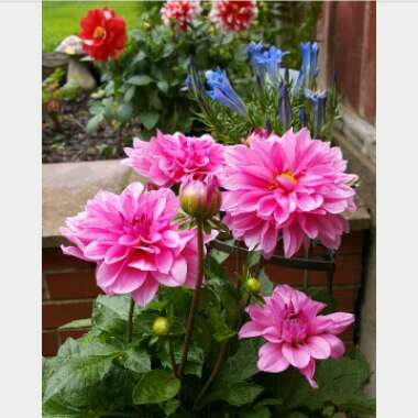 Dahlia 'Rosella'