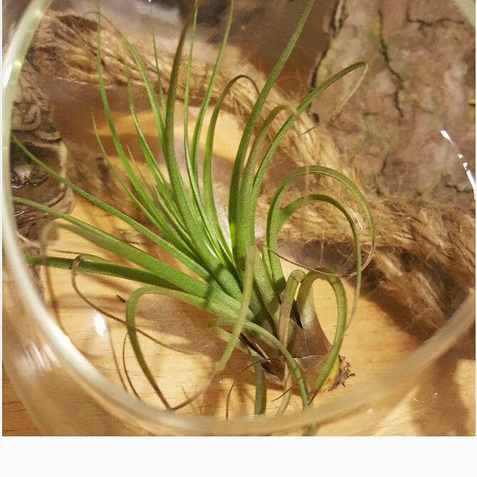 Plant image Tillandsia juncea