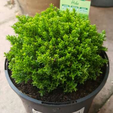Hebe topiaria