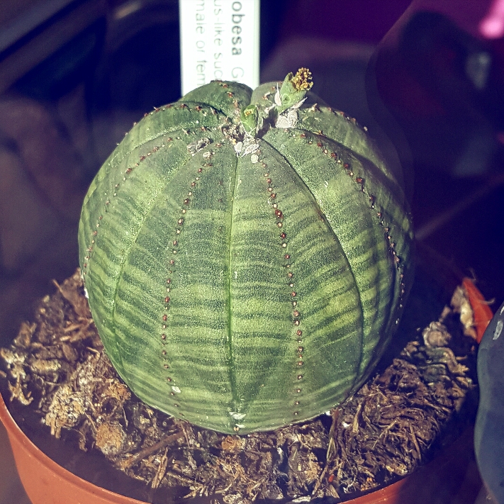 plant image 262533