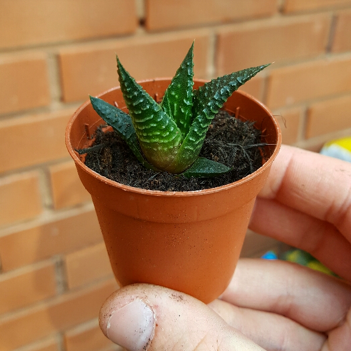 Plant image Haworthiopsis coarctata var. coarctata syn. Haworthia coarctata, Haworthia resendeana