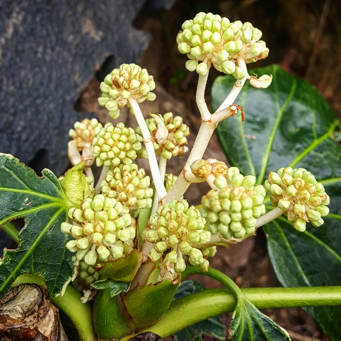 Plant image Fatsia japonica 'Variegata'