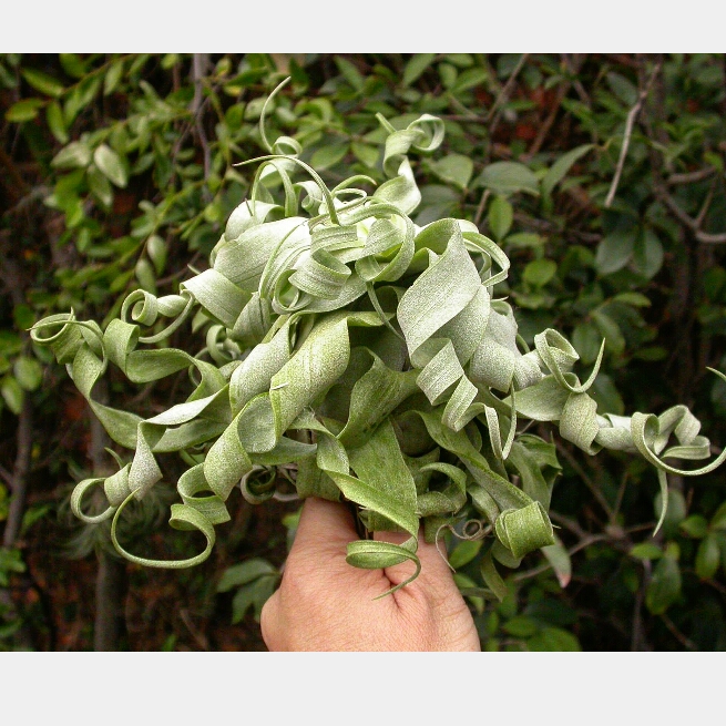plant image 272508 plant image 272508