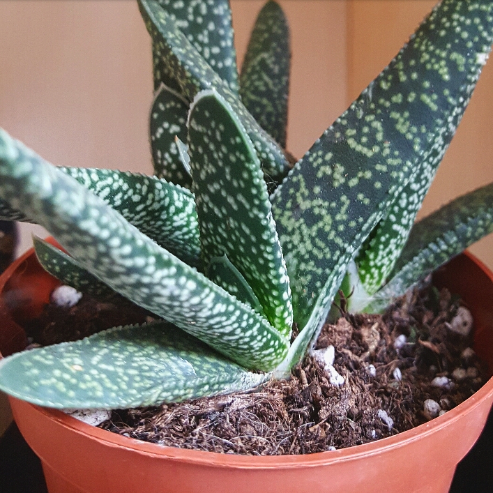 Plant image Gasteria pillansii var. pillansii (Mini)