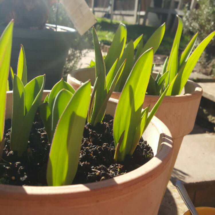 plant image 326674