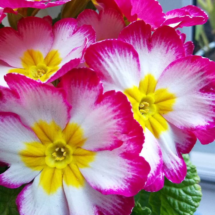 Plant image Primula 'Scentsation Raspberry Ripple'
