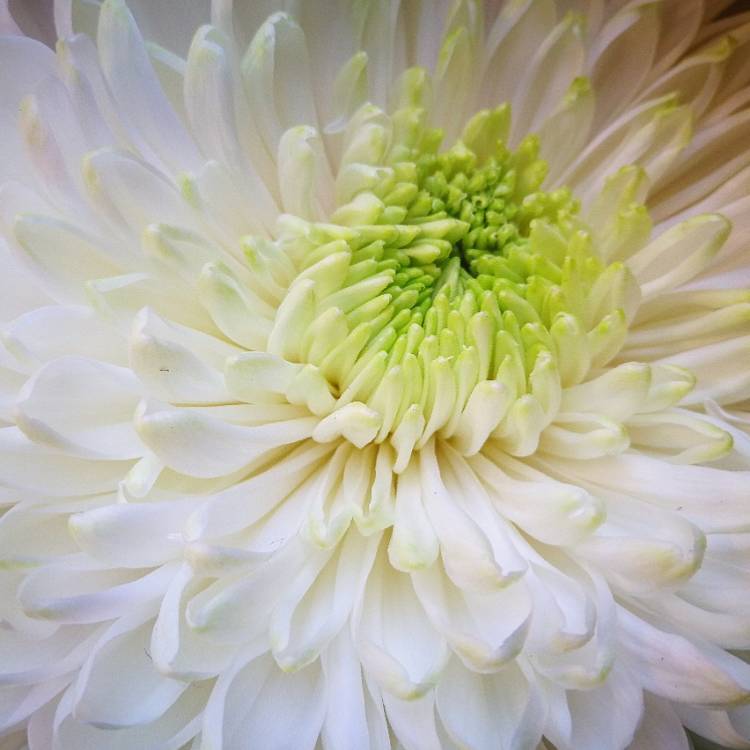 plant image 630123