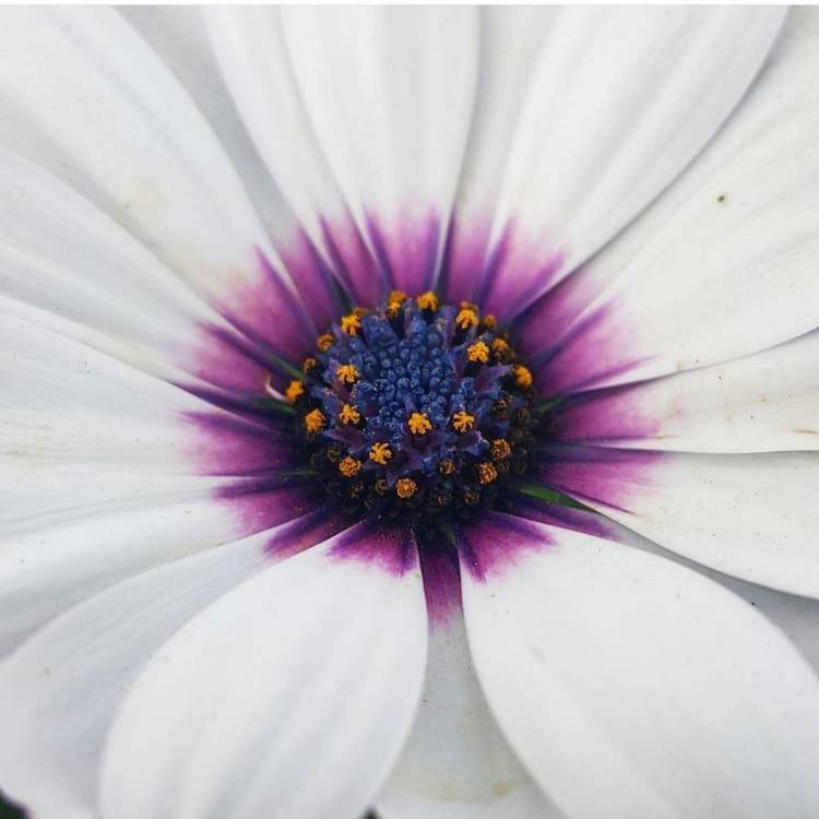 Plant image Osteospermum 'Marguerite White'