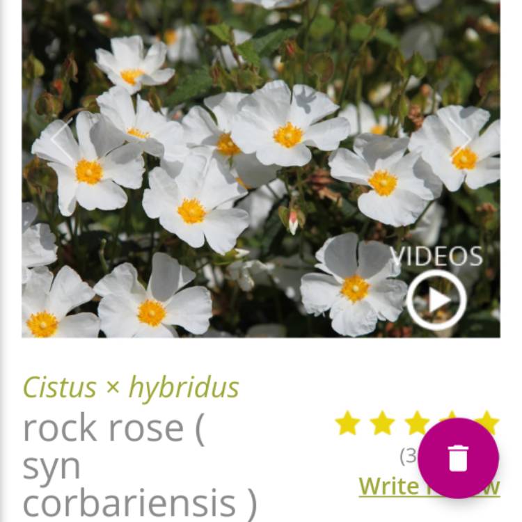 Plant image Cistus populifolius subsp. 'Major'
