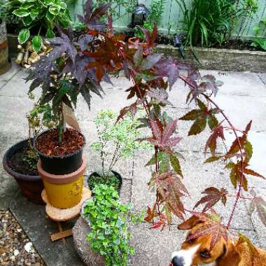 Acer Palmatum 'Atropurpureum'