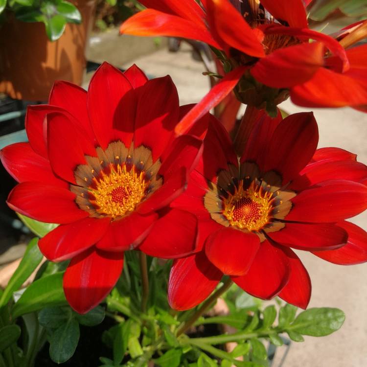 plant image 741337