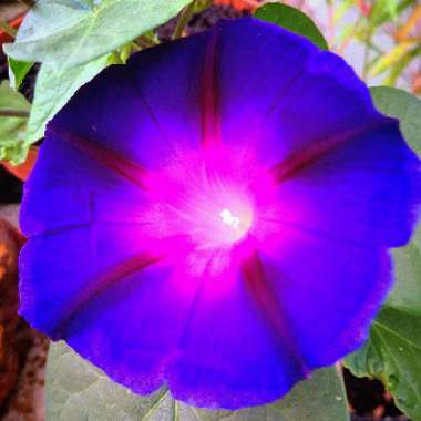Ipomoea purpurea 'Grandpa Ott'