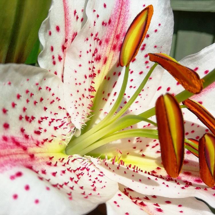 Plant image Lilium 'Big Bang (LilyGarden)'