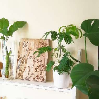 Mimosa pudica