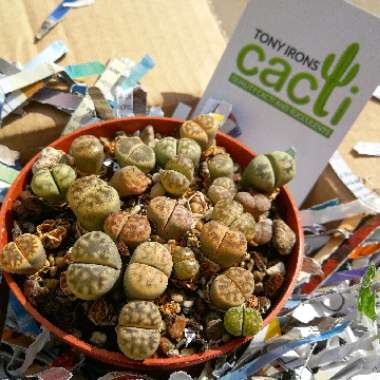 Lithops