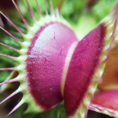 Dionaea muscipula