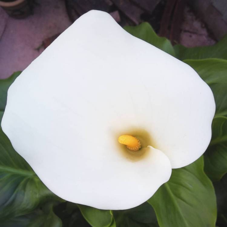 plant image 861136 plant image 861136