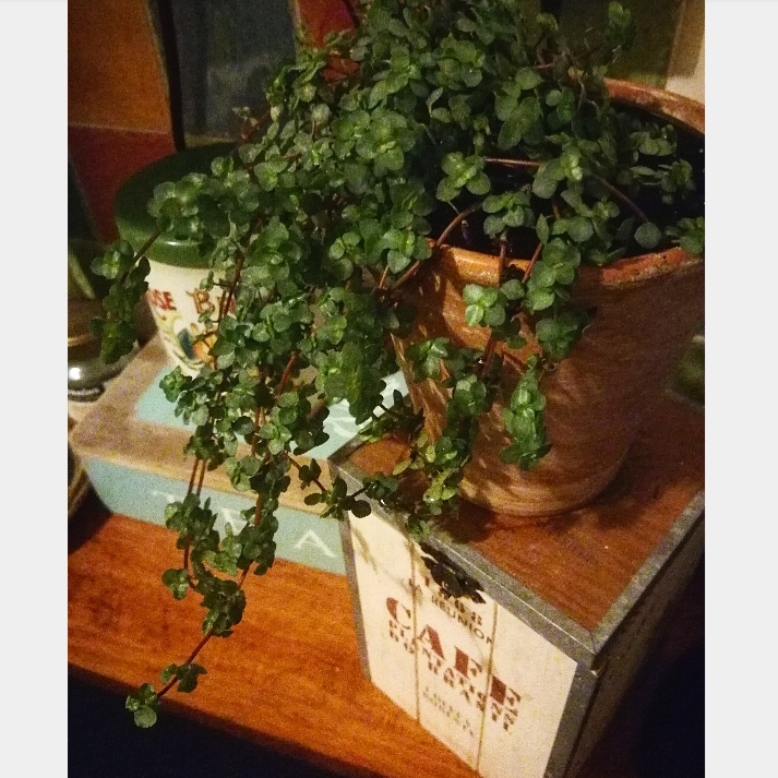 plant image 954372