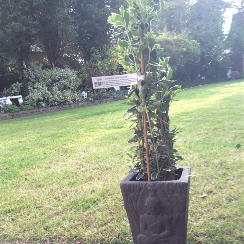 Plant image Euonymus Japonicus