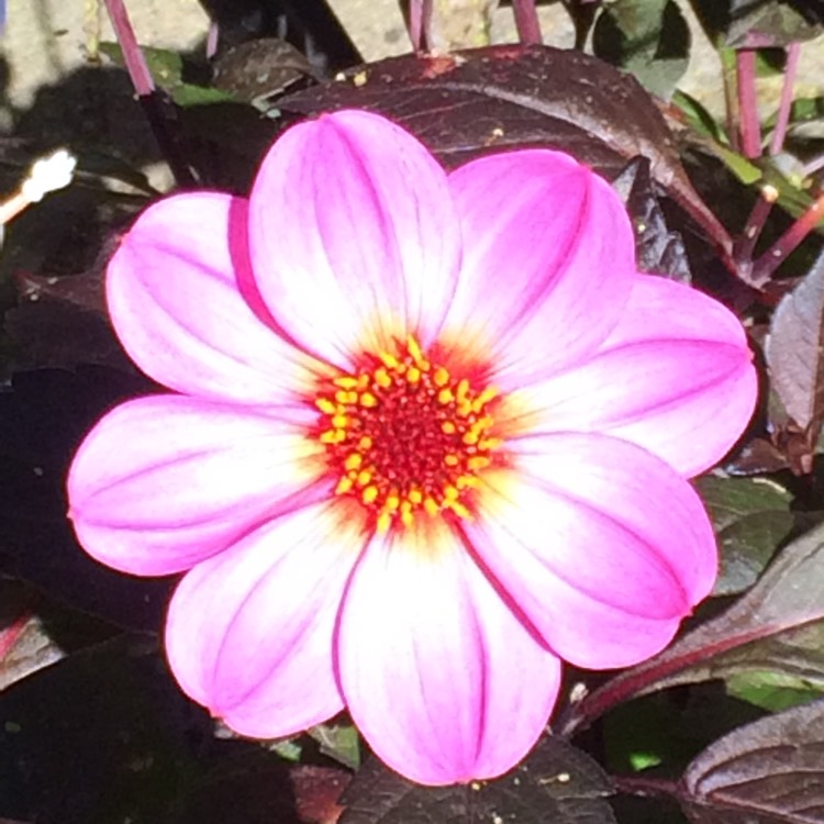 plant image 548691