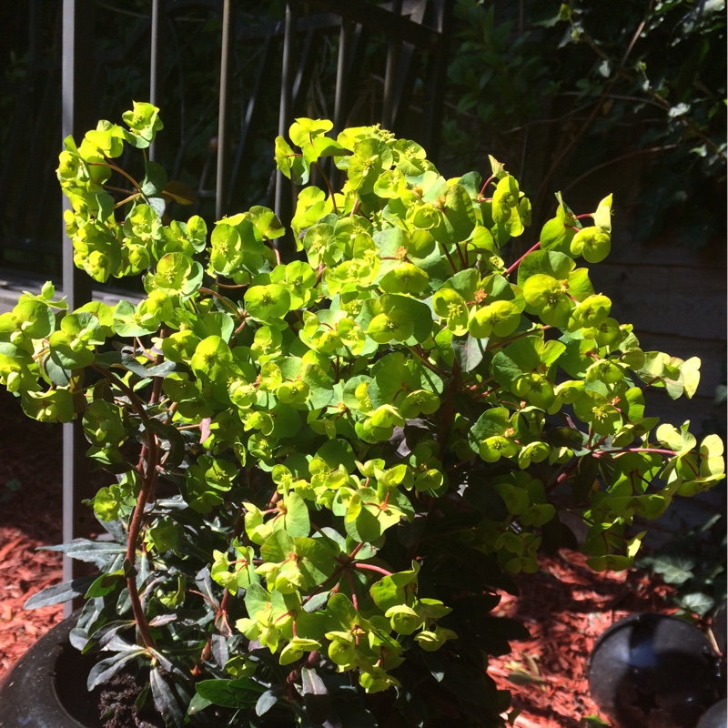 Plant image Euphorbia x martini 'Waleutiny' syn. Euphorbia x martini 'Tiny Tim'