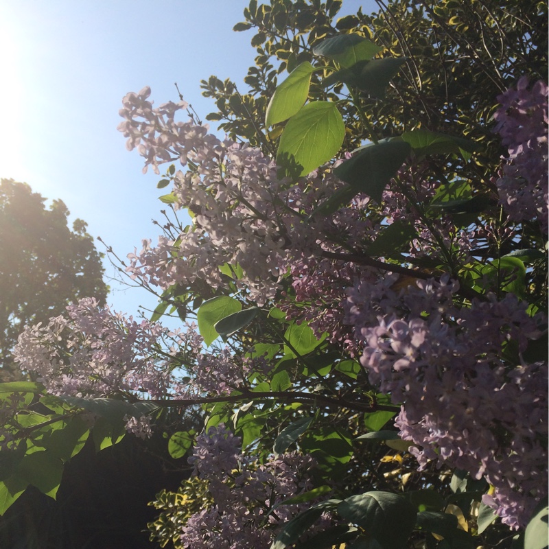 Syringa