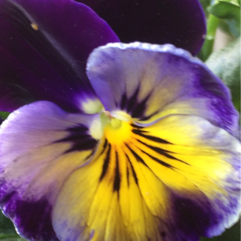 Viola Matrix Midnight Glow