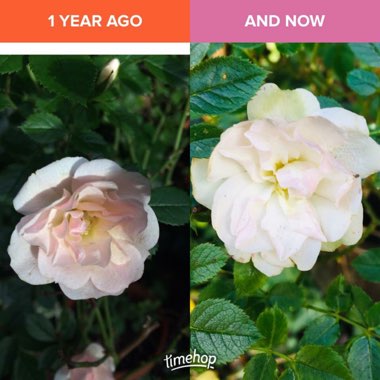 Elaine's garden