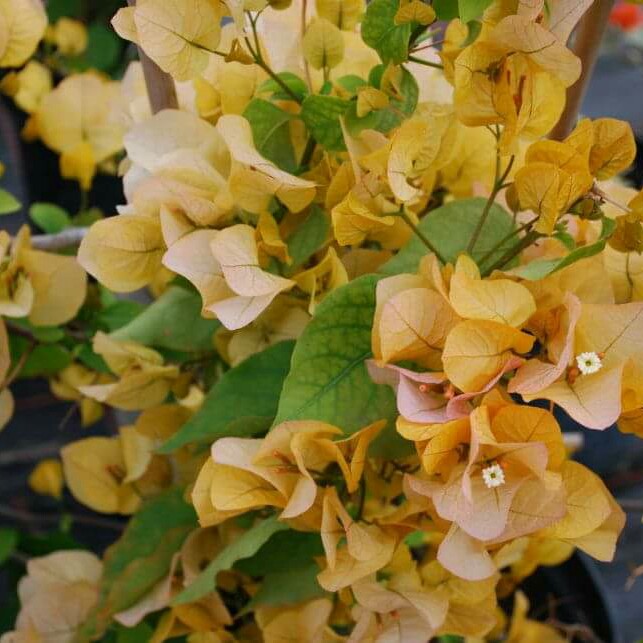Bougainvillea