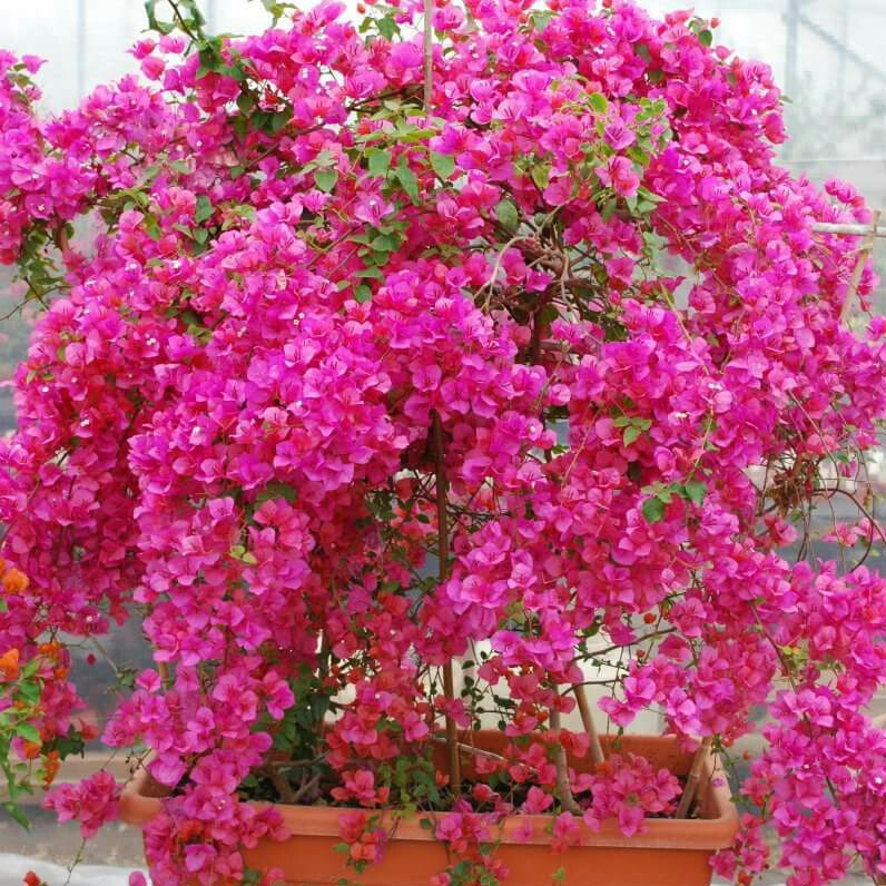 Bougainvillea