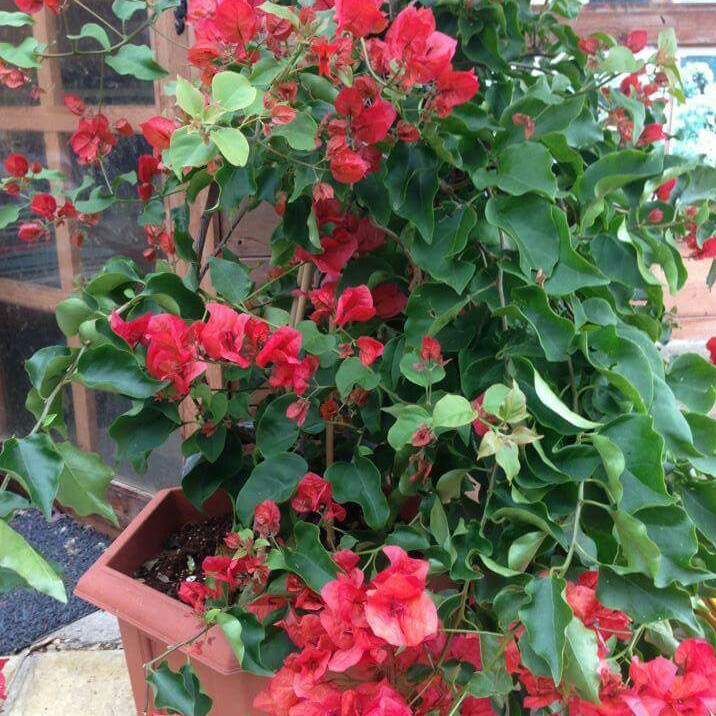 Bougainvillea