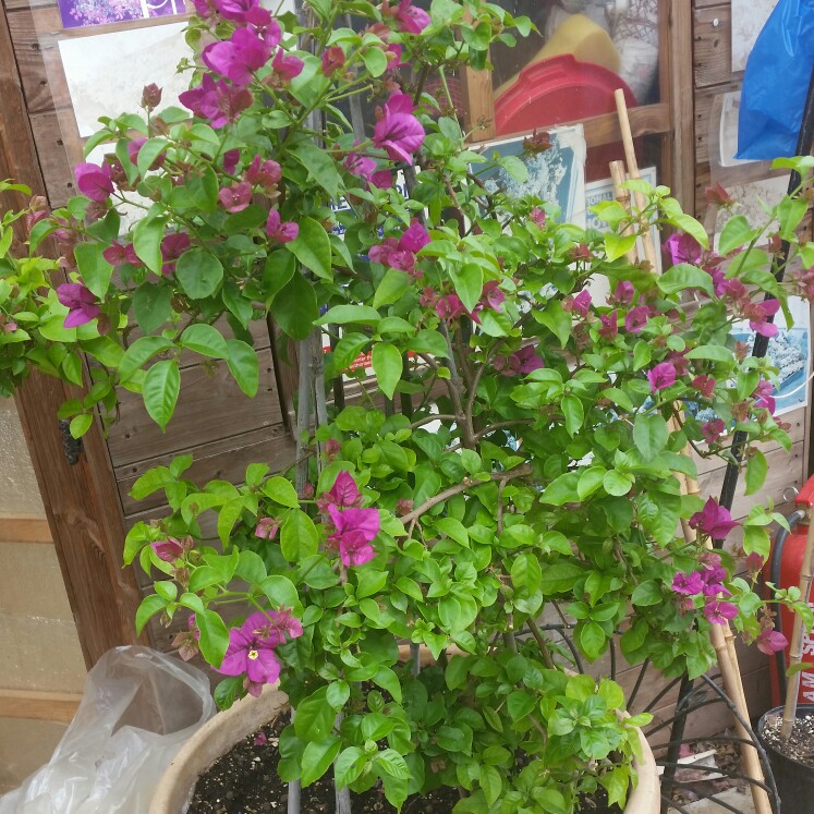 Bougainvillea