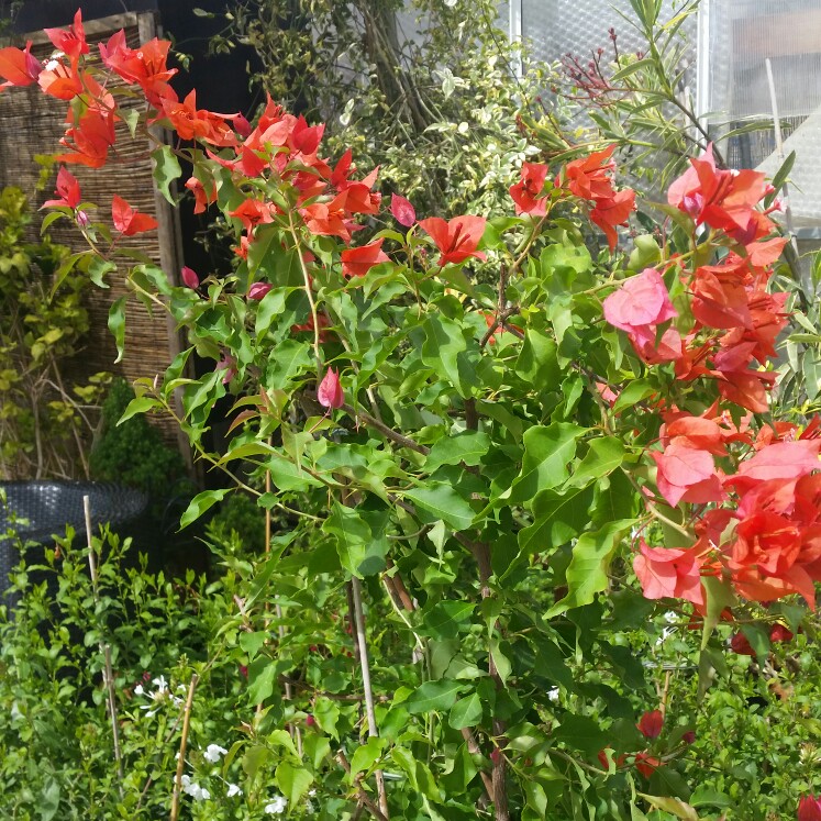 plant image 144687 plant image 144687