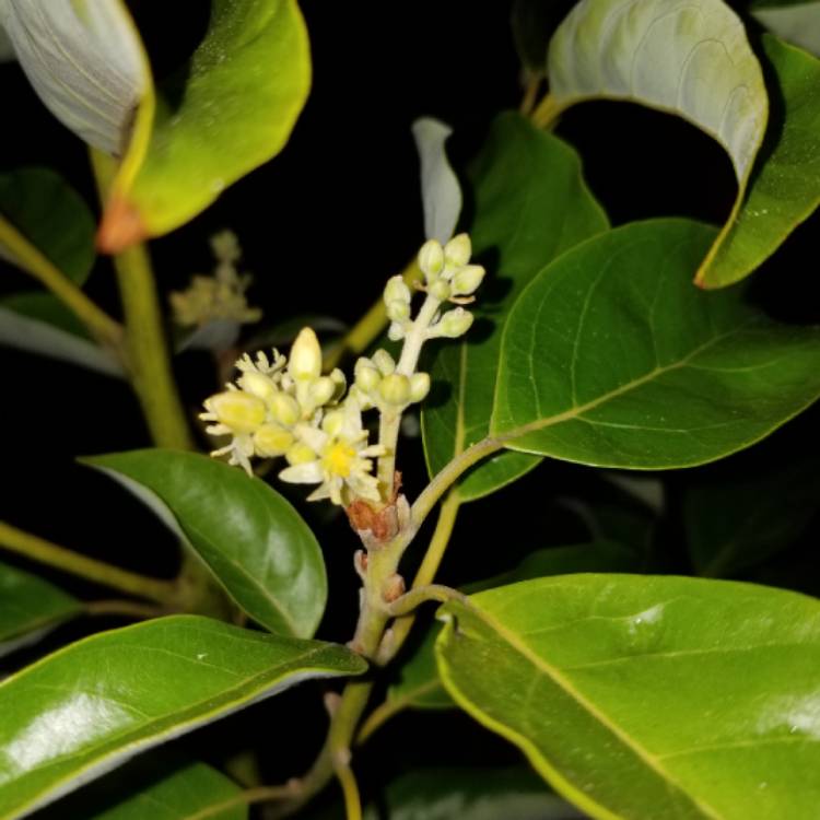 Plant image Persea americana 'Hass'