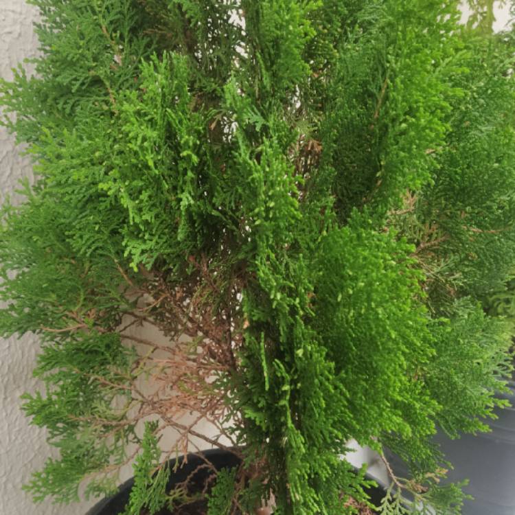 Plant image Chamaecyparis