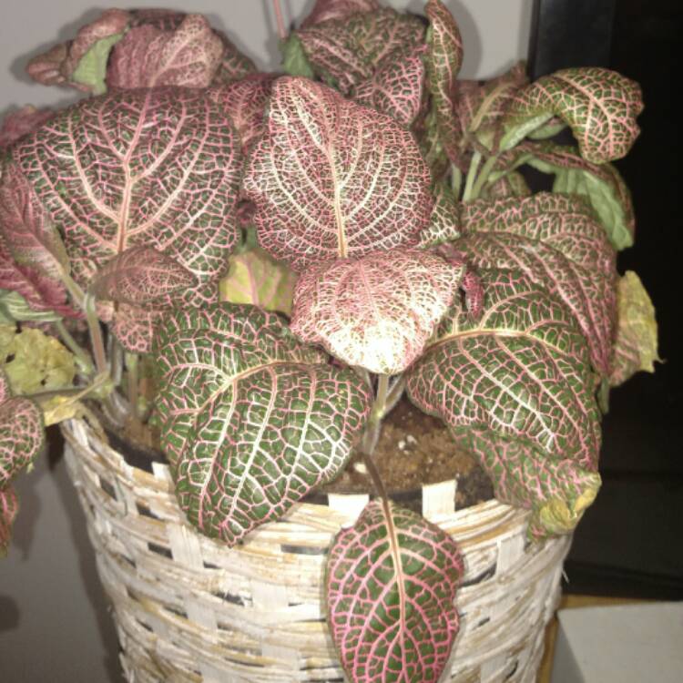 Plant image Fittonia Verschaffeltii 'Pink Angel'